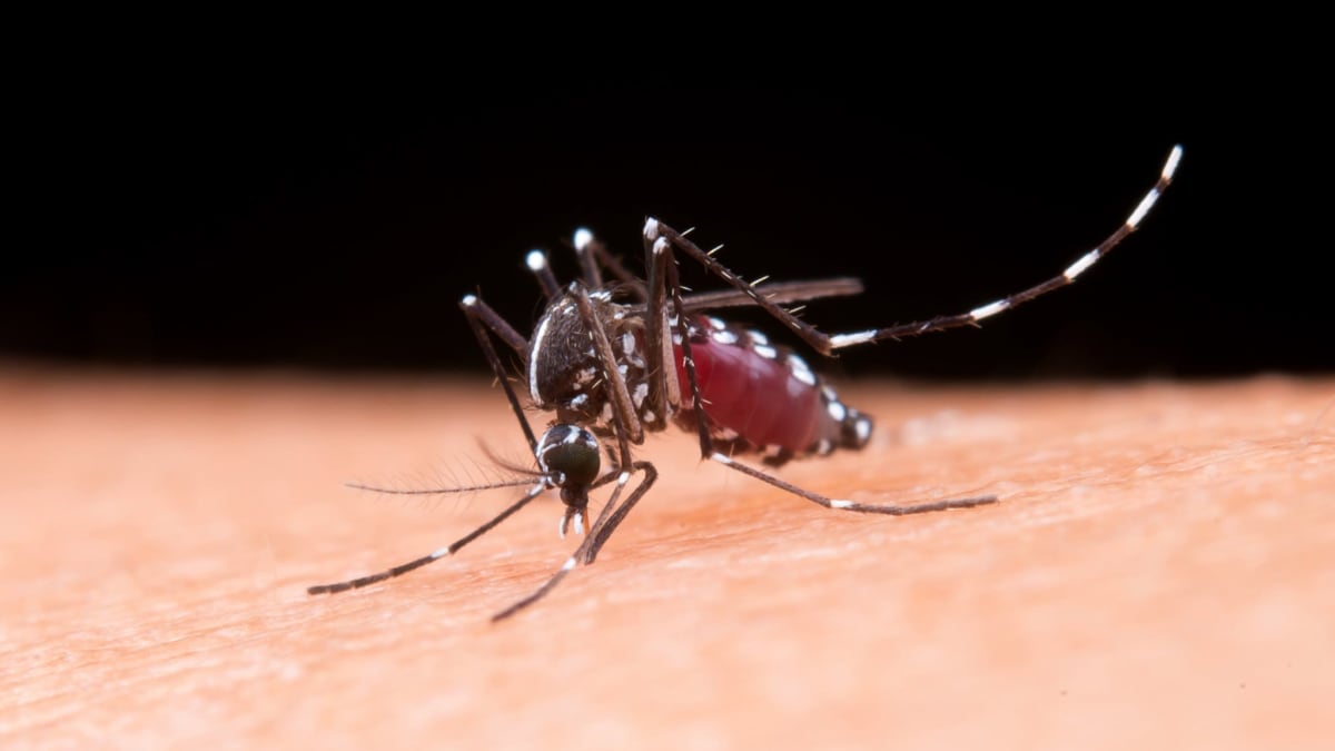 Homem de 90 anos morador de Guaporé morre vítima de dengue na Serra Gaúcha