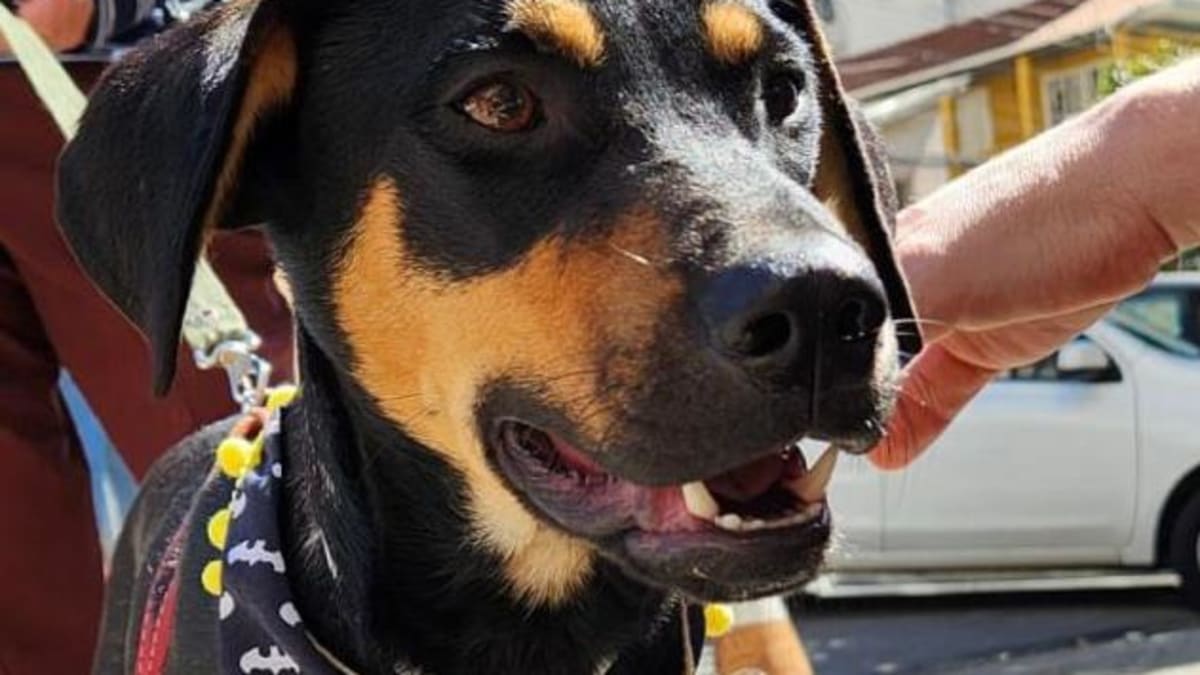 Feira de adoção de cães e gatos resgatados acontece neste sábado em Belo Horizonte