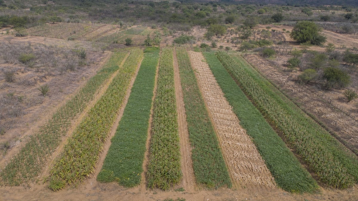 Projeto trinacional Raízes Agroecológicas avança com corredores agroecológicos na Bahia e Sergipe