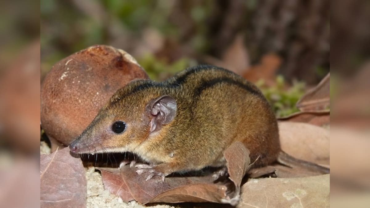 Nova espécie de marsupial é descoberta na Mata Atlântica do Rio de Janeiro