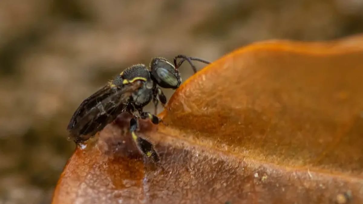 Meliponicultura fortalece renda e conservação ambiental em Monte Alegre, Pará