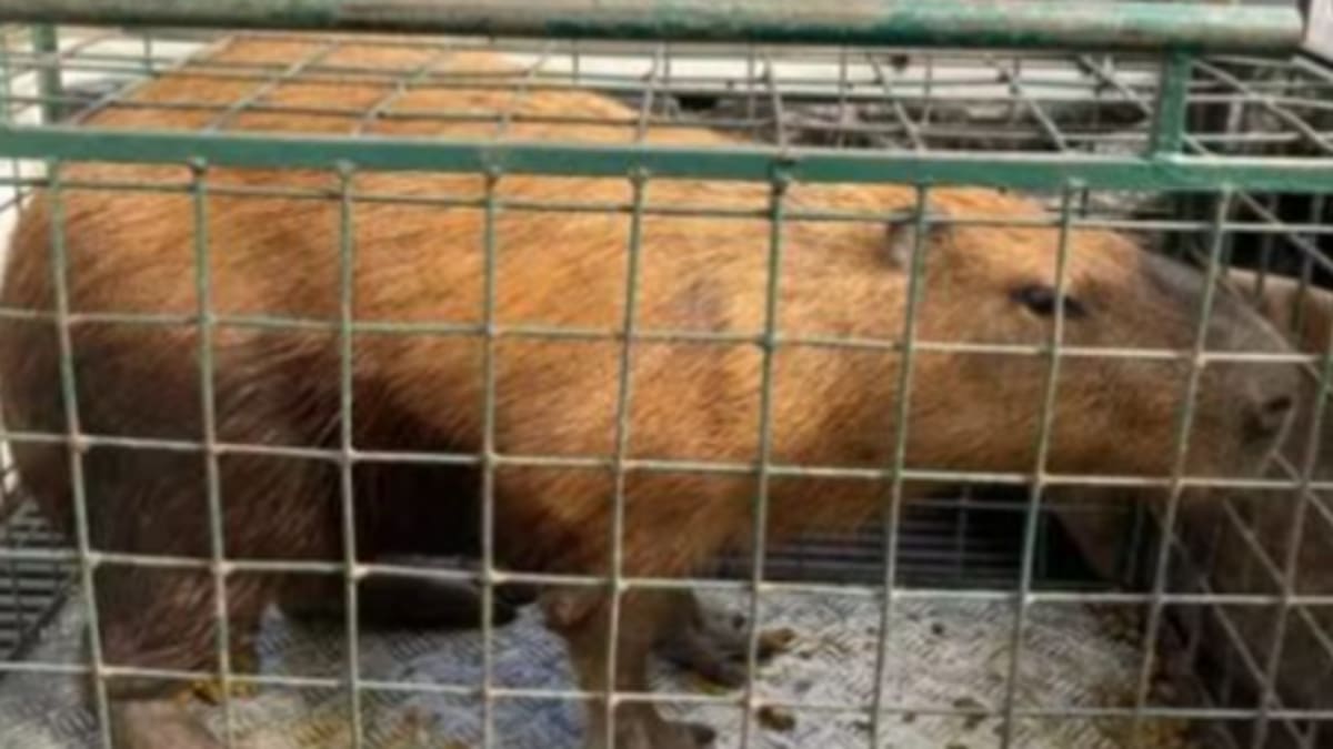 Capivara espancada em Jardim Guanabara é solta em reserva ecológica na Zona Oeste do Rio