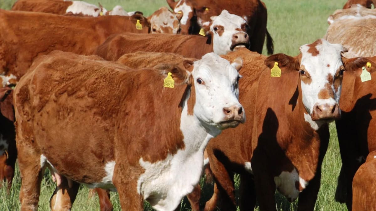Produtores rurais do Rio Grande do Sul declararam cerca de 30% dos animais até junho