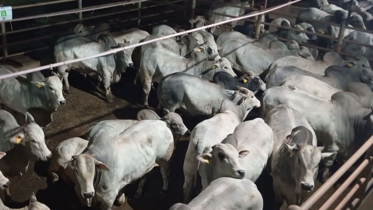 Brasil lidera produção e exportação de carne bovina com maior rebanho comercial do mundo