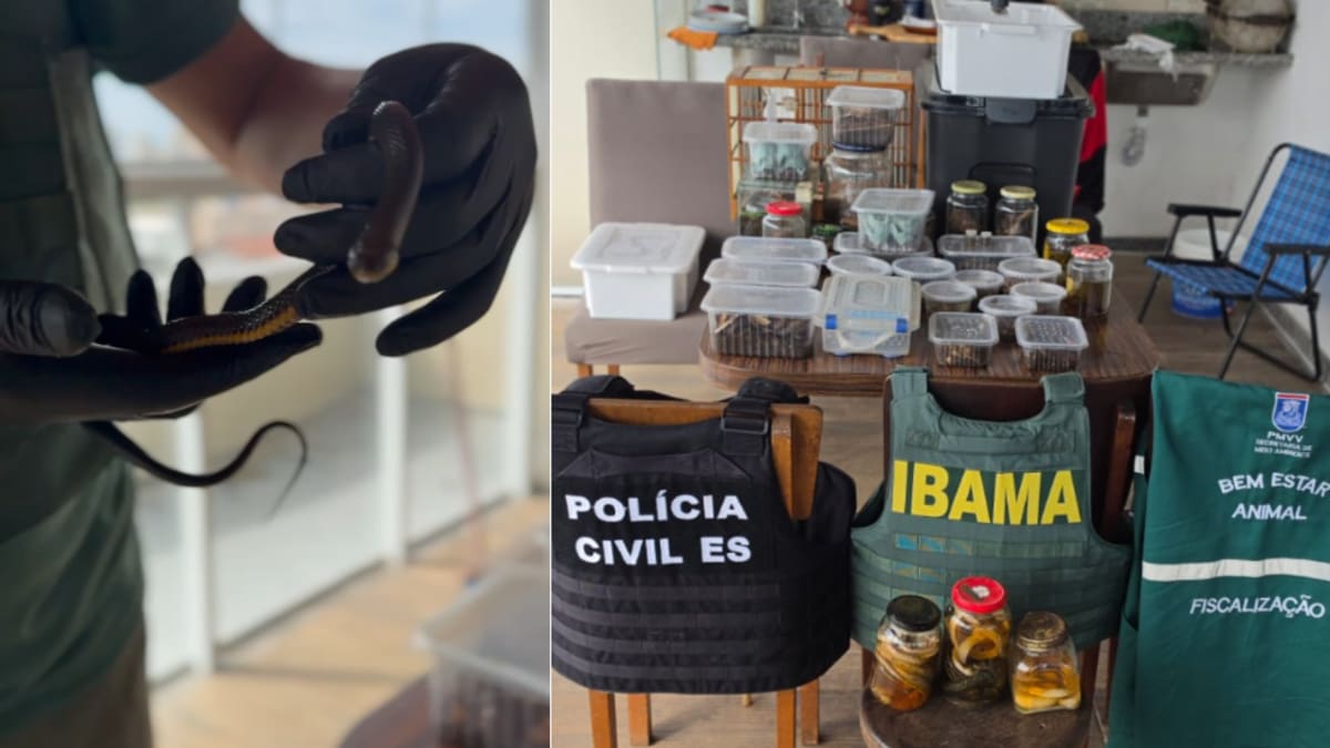 Mais de 70 animais silvestres são encontrados em situação irregular em casa de Vila Velha