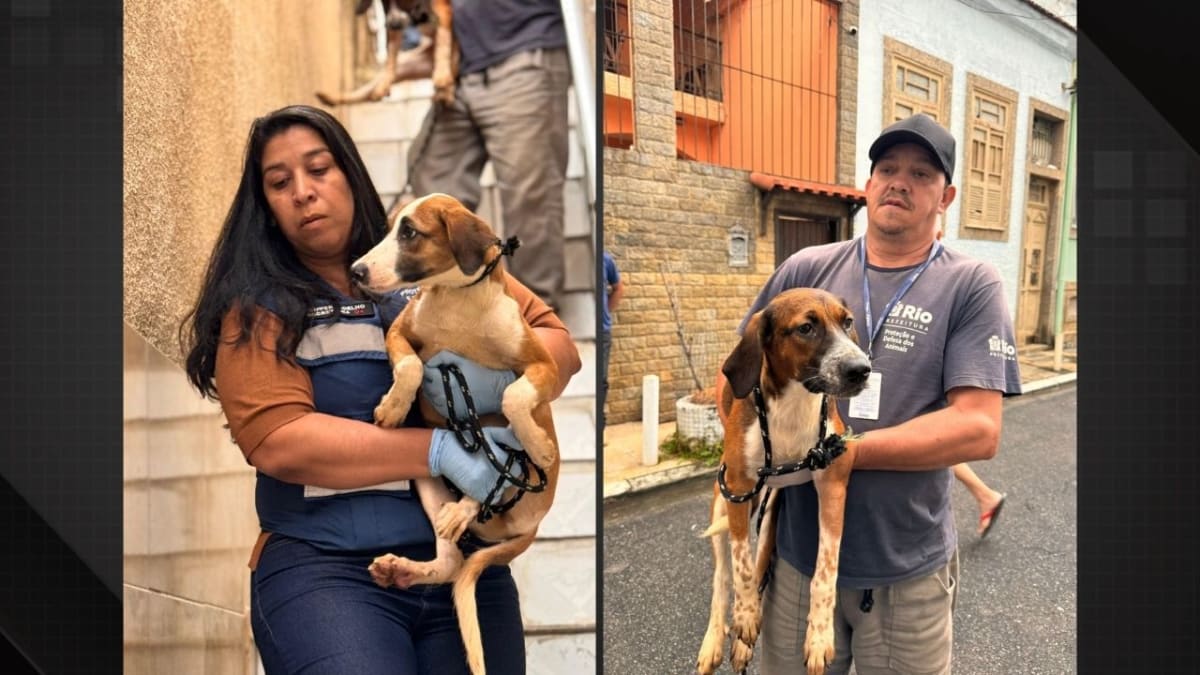 Doze animais são resgatados de apartamento insalubre na Praça da Bandeira após morte do tutor