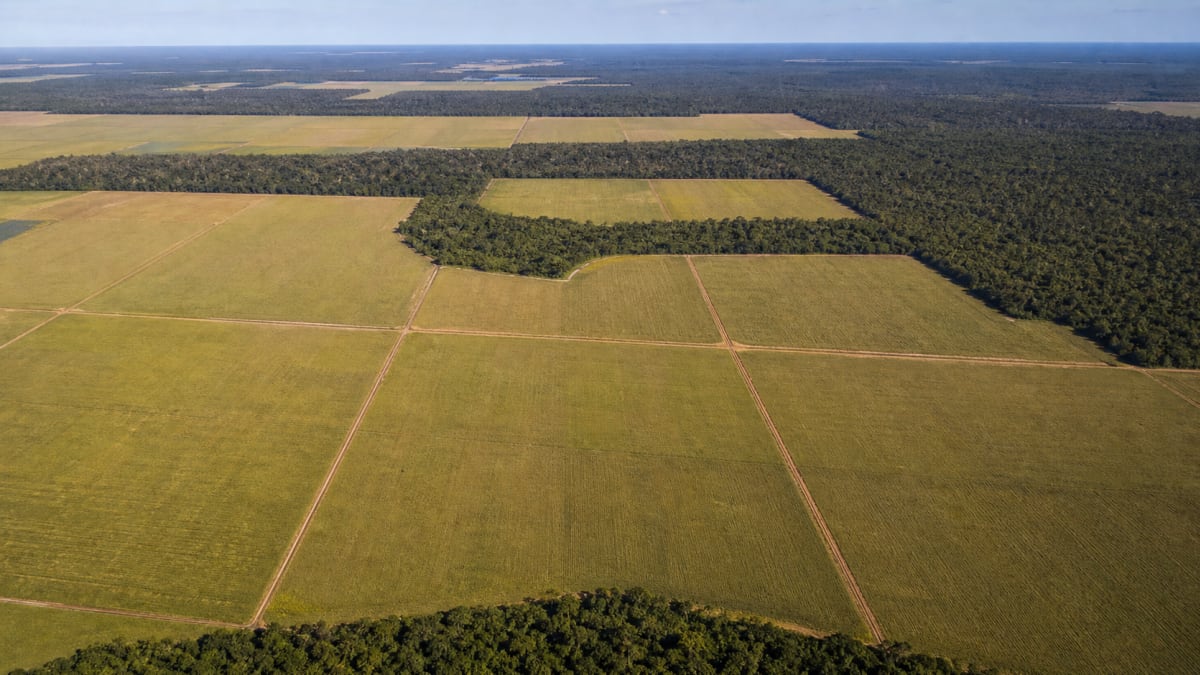Área plantada de soja cresce 294 mil hectares em Mato Grosso e Rondônia na safra 2025/26