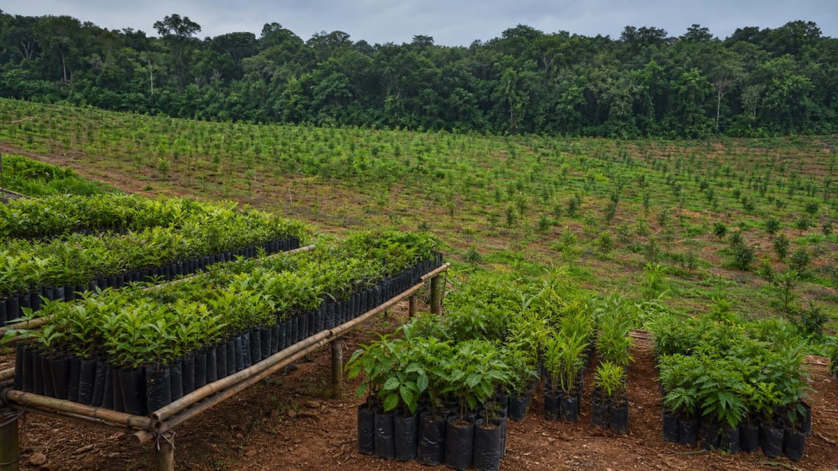 BNDES recebe prêmio Alide Verde pela iniciativa BNDES Florestas
