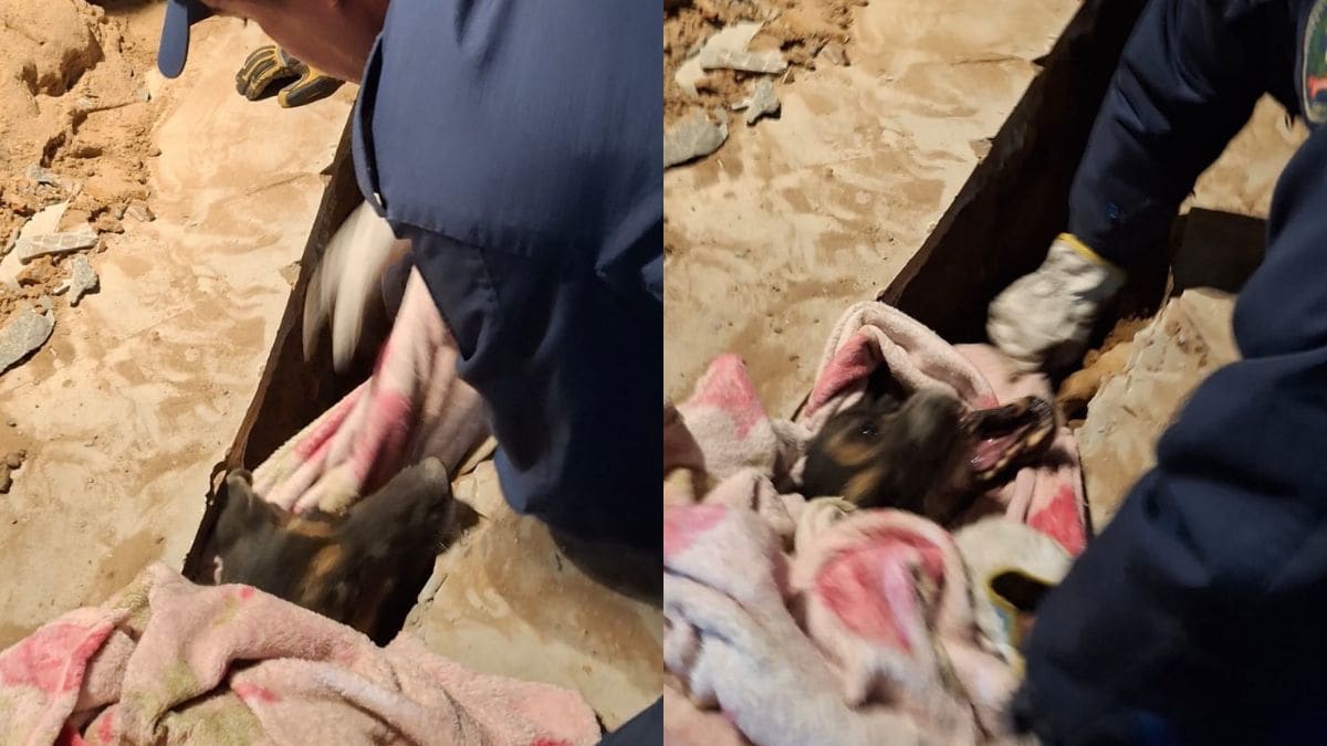 Cadela idosa é resgatada de vala estreita durante obras em Santa Catarina