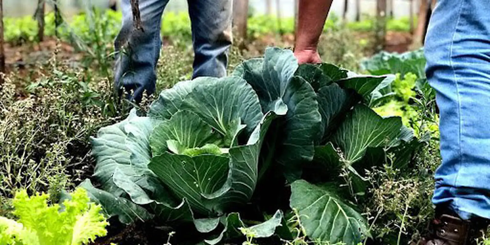 Municípios podem aderir ao Programa de Aquisição de Alimentos em 2026