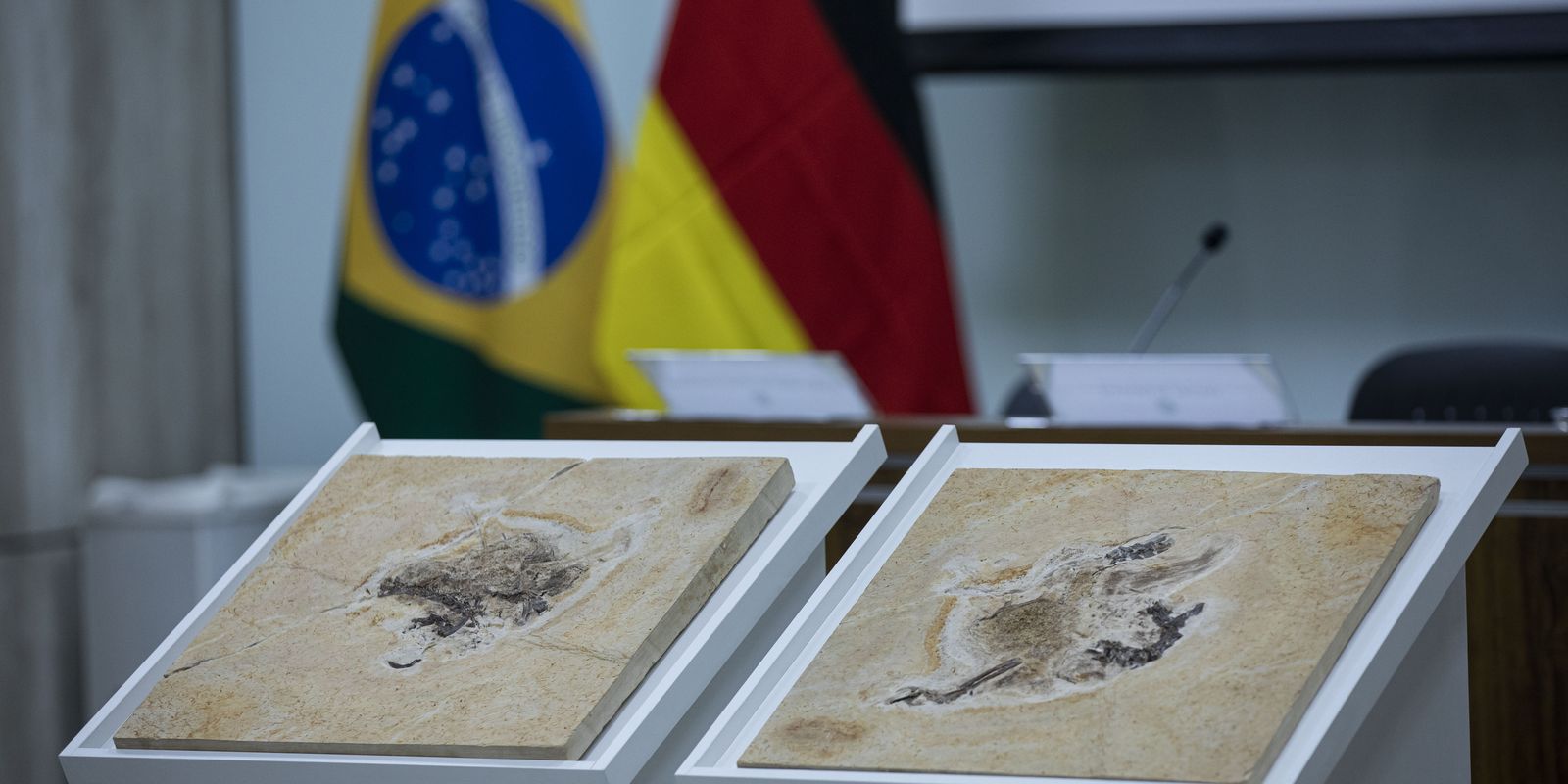 Brasil intensifica repatriação de fósseis e patrimônios culturais