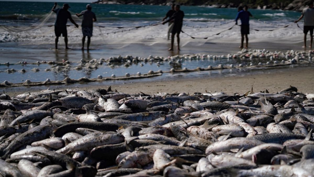Safra da tainha movimenta economia e reforça protagonismo de Santa Catarina na pesca nacional