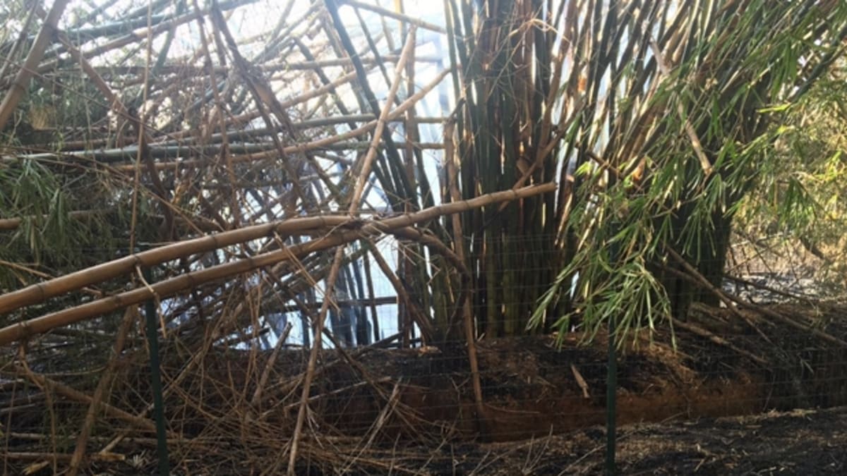 Amma identifica 48 árvores em risco de queda no Parque Lago das Rosas e planeja replantio