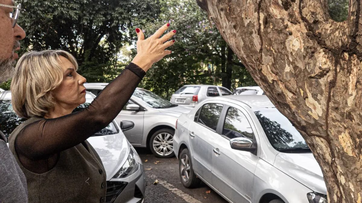 Amma detalha critérios técnicos para manejo de árvores em Goiânia