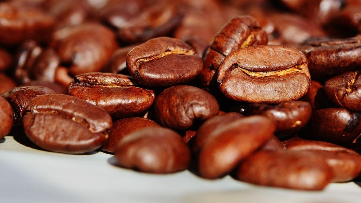 Colheita de café registra atraso em relação ao ano passado e à média histórica