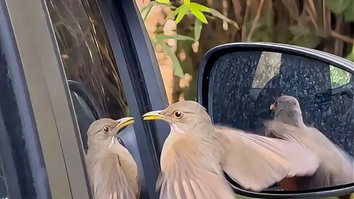 Sabiá-laranjeira e reflexões sobre conflitos e percepções no Parque Areião