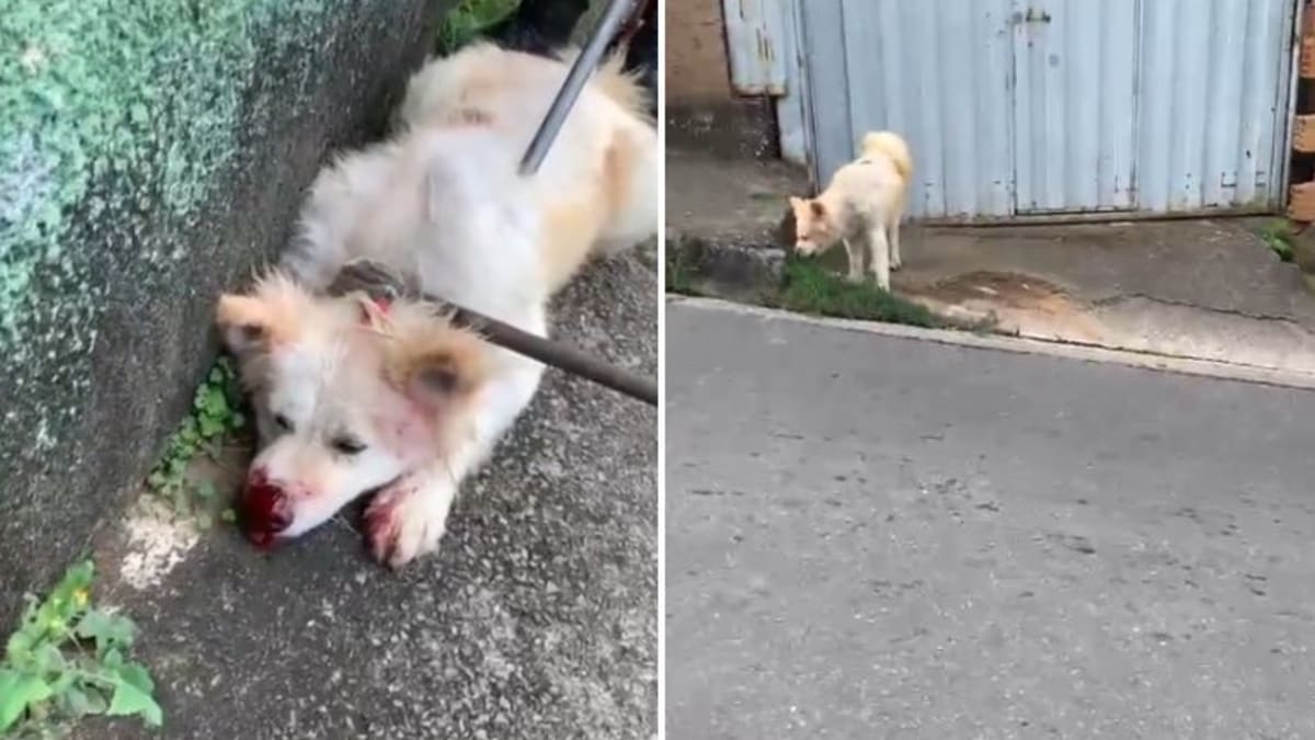 Homem é atacado pelo próprio cachorro e levado ao Hospital João XXIII no Barreiro, Belo Horizonte
