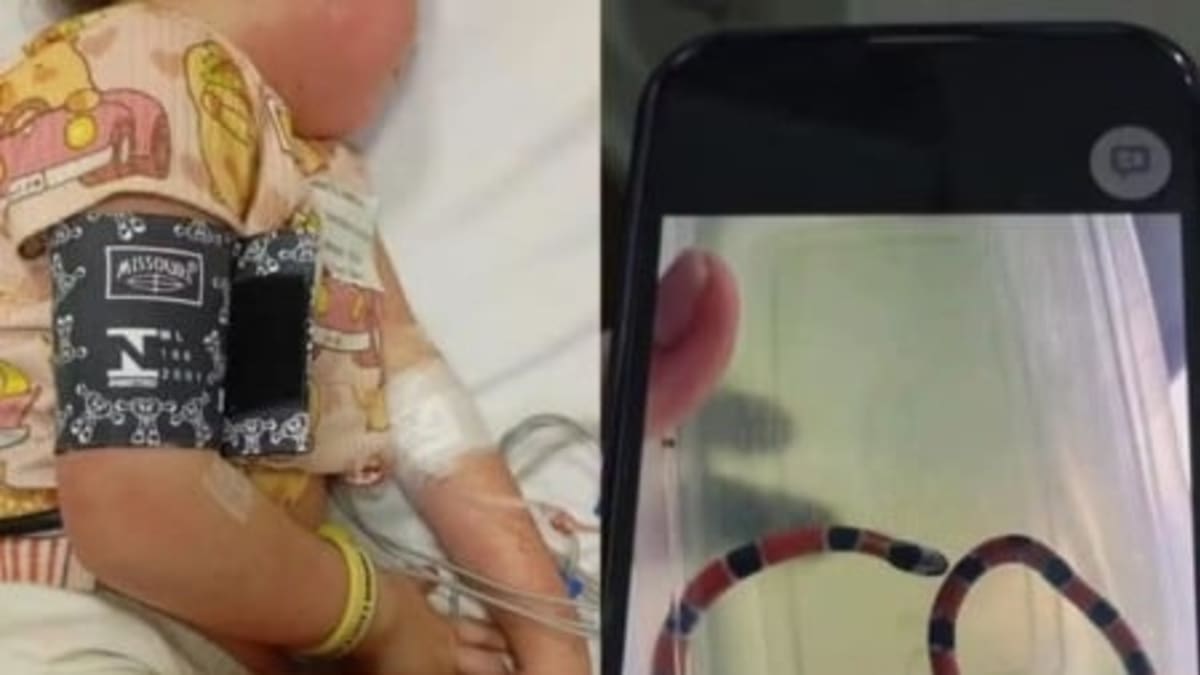 Menina é picada por serpente venenosa após irmão brincar com animal em propriedade rural
