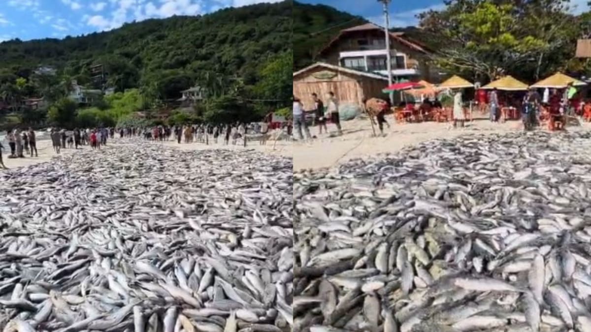 Mais de 25 mil tainhas são capturadas em operação artesanal no litoral de Santa Catarina