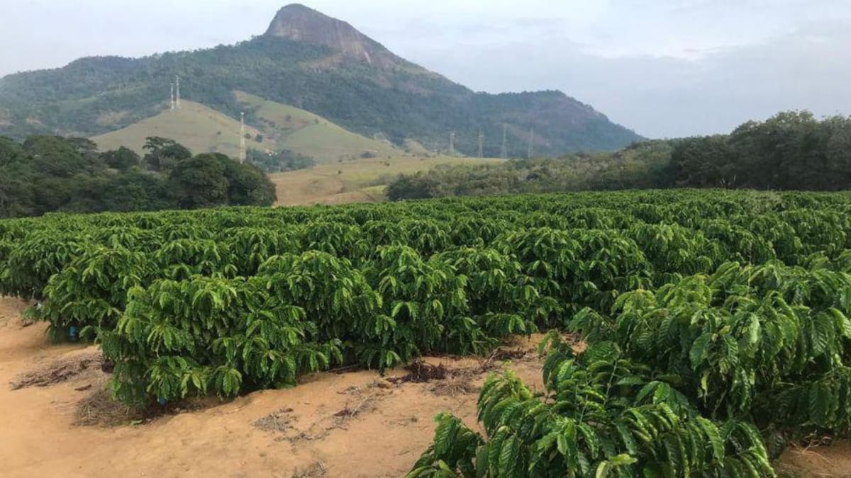 Vila Velha investe em cultivo de café conilon com expectativa de colheita superior a 600 sacas em 2027