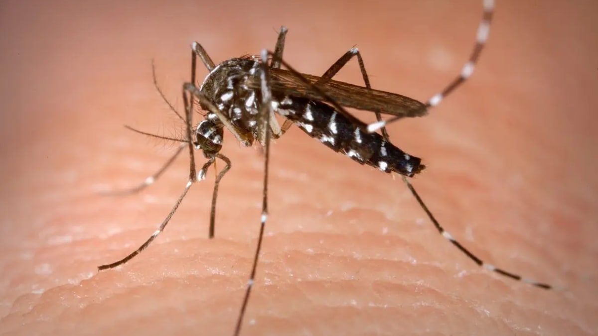 Anápolis inicia soltura controlada de mosquitos Aedes aegypti com Wolbachia para combater dengue