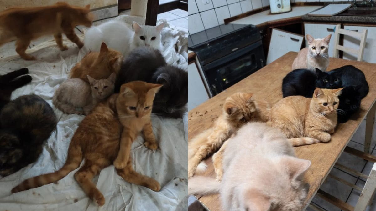 Prefeitura de Concórdia intensifica atendimento a animais resgatados em situação de abandono
