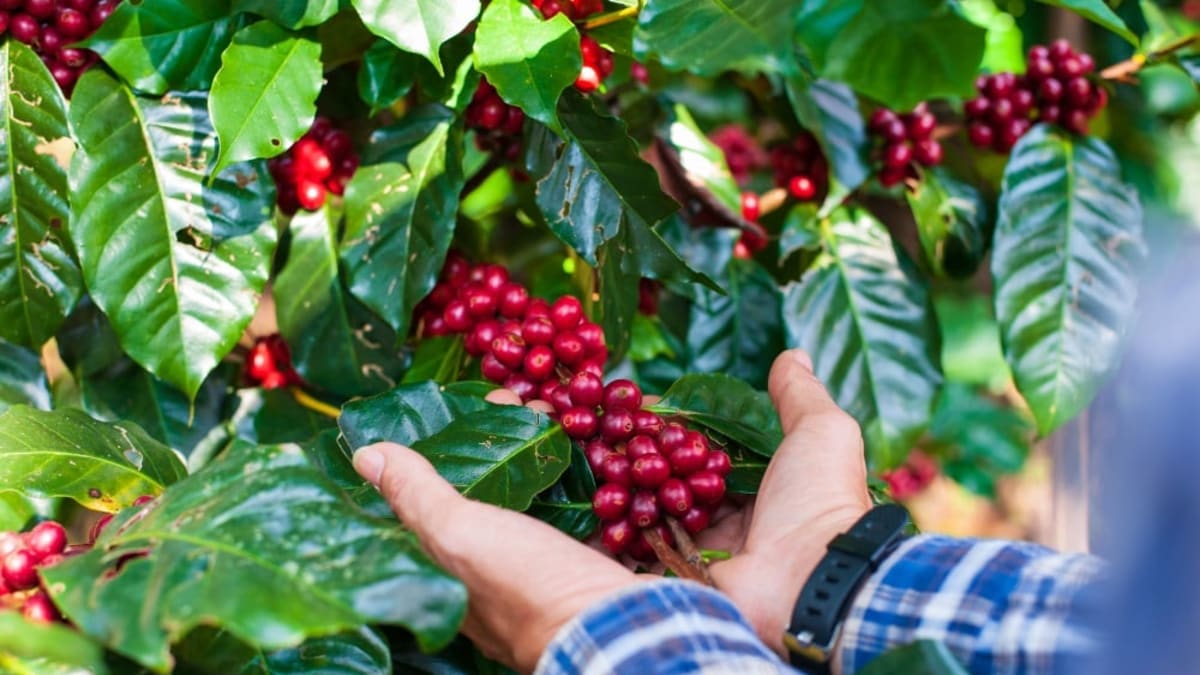 Produtores de café se concentram em pequenas propriedades e valorizam cafés especiais e certificações