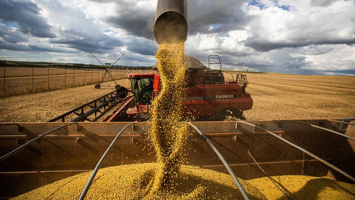 Mercado de soja no Brasil registra baixa liquidez com Bolsa de Chicago fechada