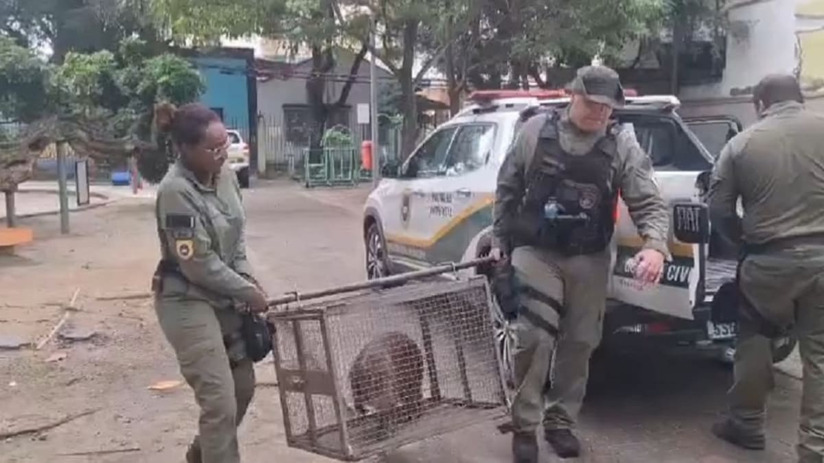 Guarda Municipal resgata capivara em praça de Niterói e a devolve à natureza