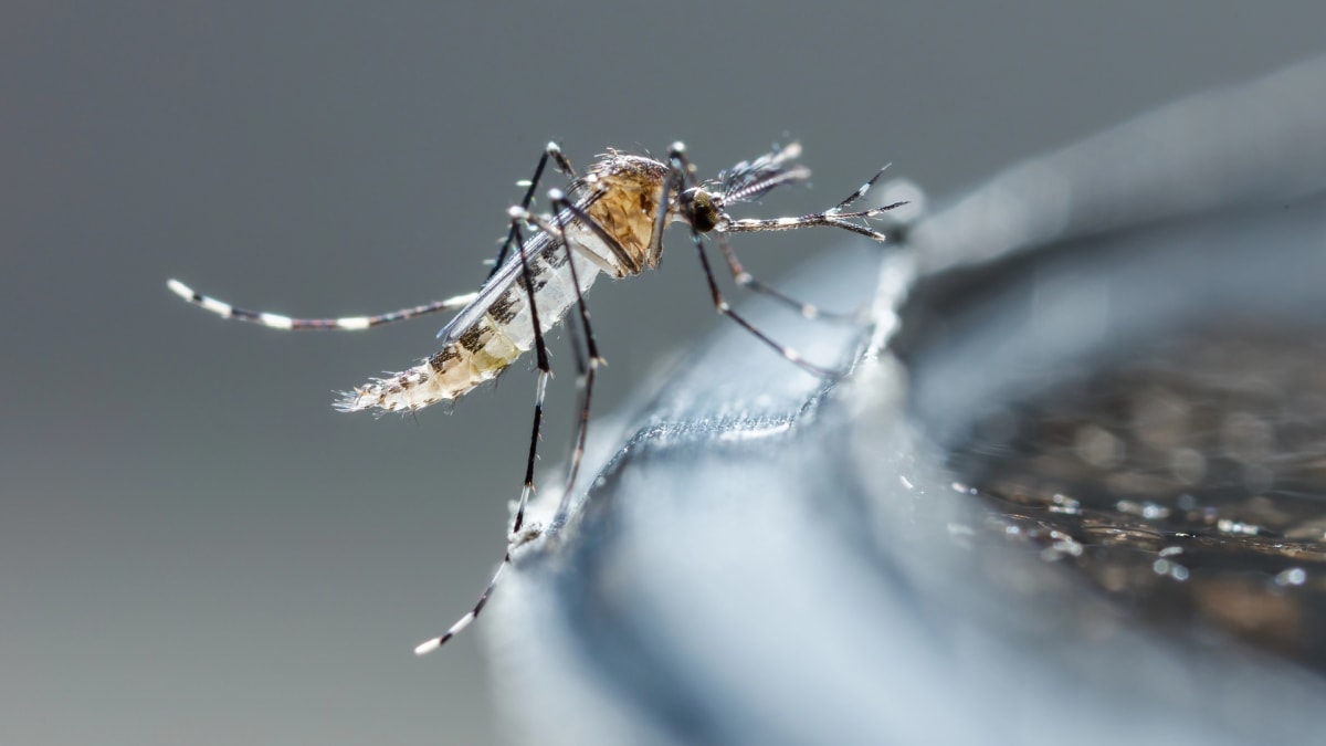 Minas Gerais registra mais de 7,8 mil casos confirmados de dengue em 2026