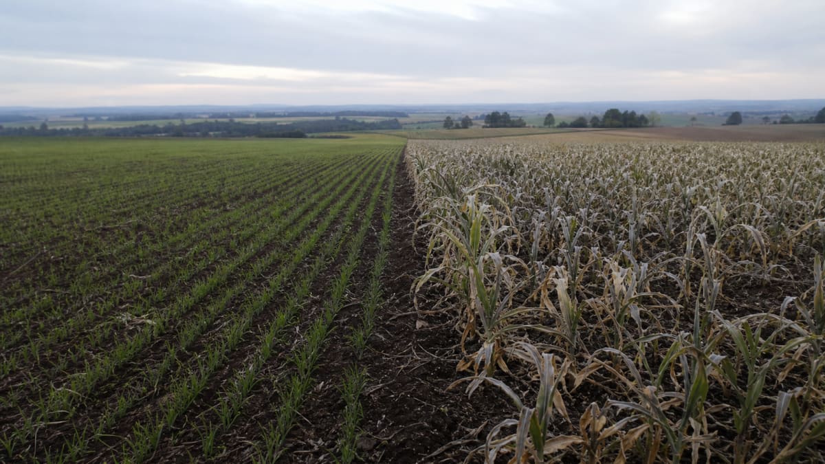 Plantio de trigo no Paraná avança para 61% da área estimada na safra 2026/27