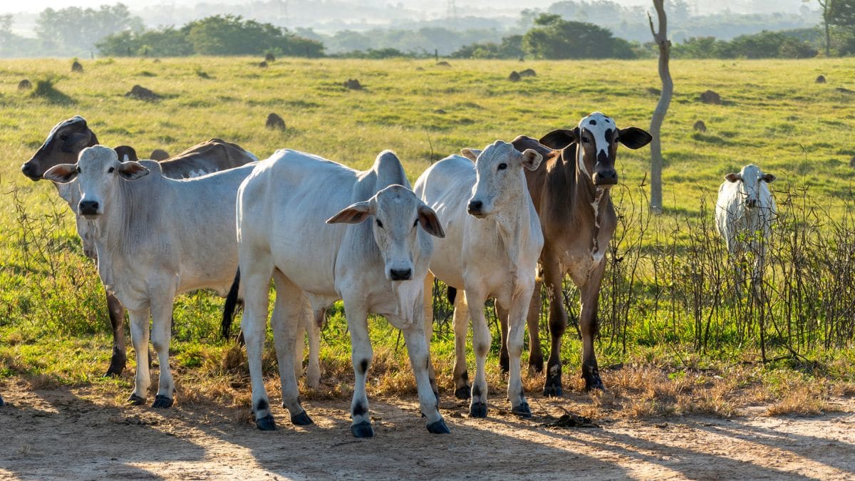 Iagro investiga 83 mortes de bovinos em Santa Catarina por suspeita de hipotermia após queda de temperatura
