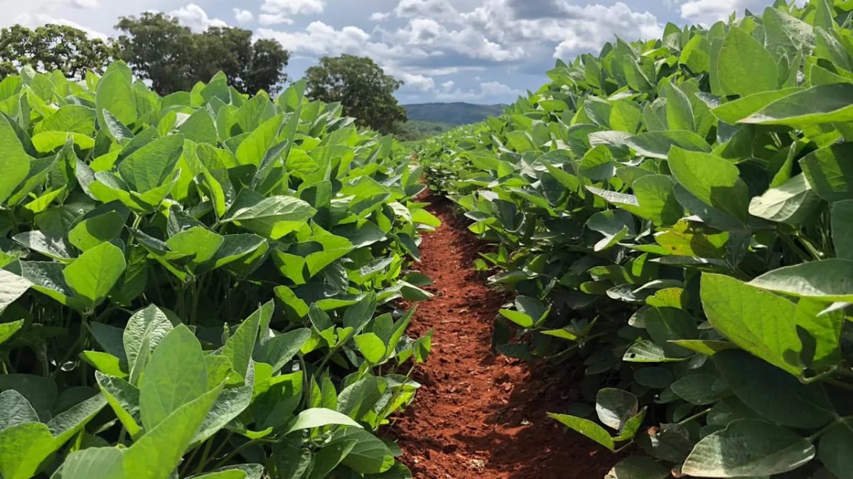 Exportações do agronegócio do Rio Grande do Sul somam US$ 3,2 bilhões no primeiro trimestre de 2026