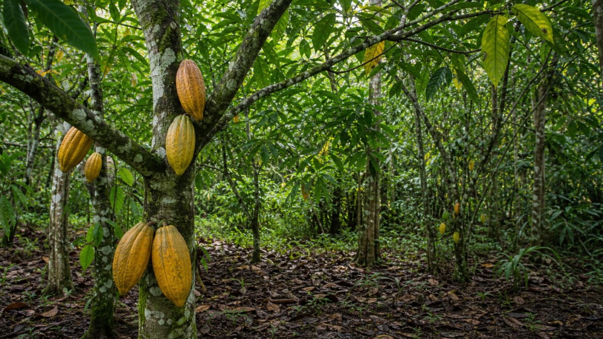 Proposta cria apoio para cacau cultivado sob sombra de árvores nativas
