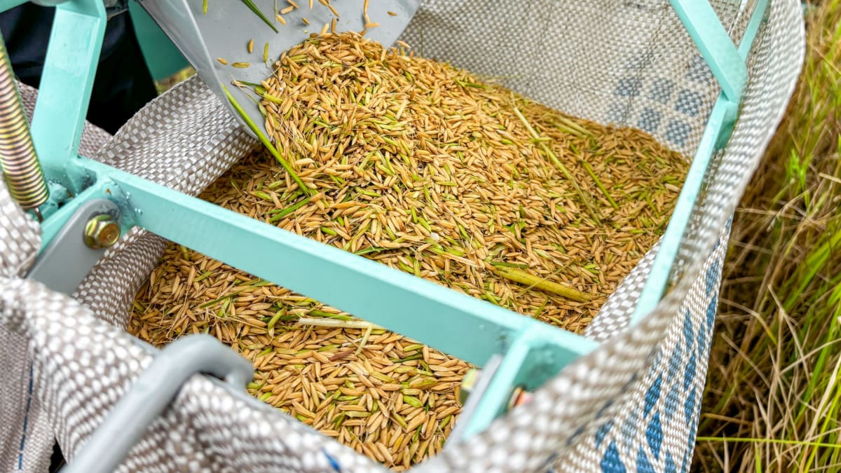 Programa Alagoas Mais Arroz impulsiona produção e produtividade no estado