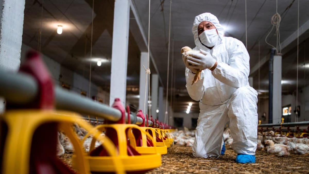 Holanda abate 135 mil frangos após surto de influenza aviária em duas regiões