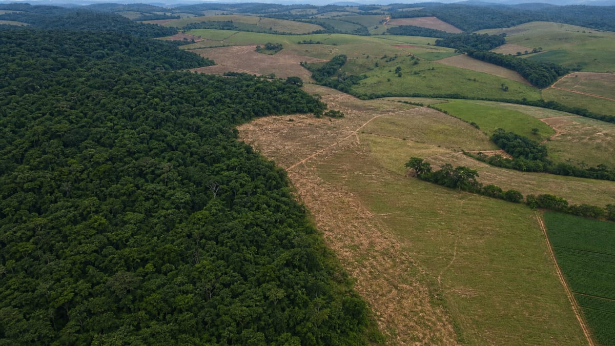Desmatamento no Brasil cai 20,6% em 2025, mas Cerrado e Amazônia seguem sob pressão