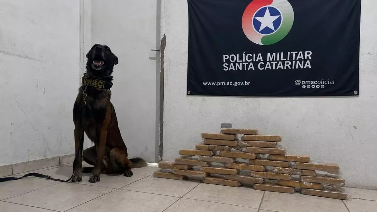 Polícia apreende quase 30 quilos de cocaína em fundo falso de carro na BR-101 em Balneário Camboriú