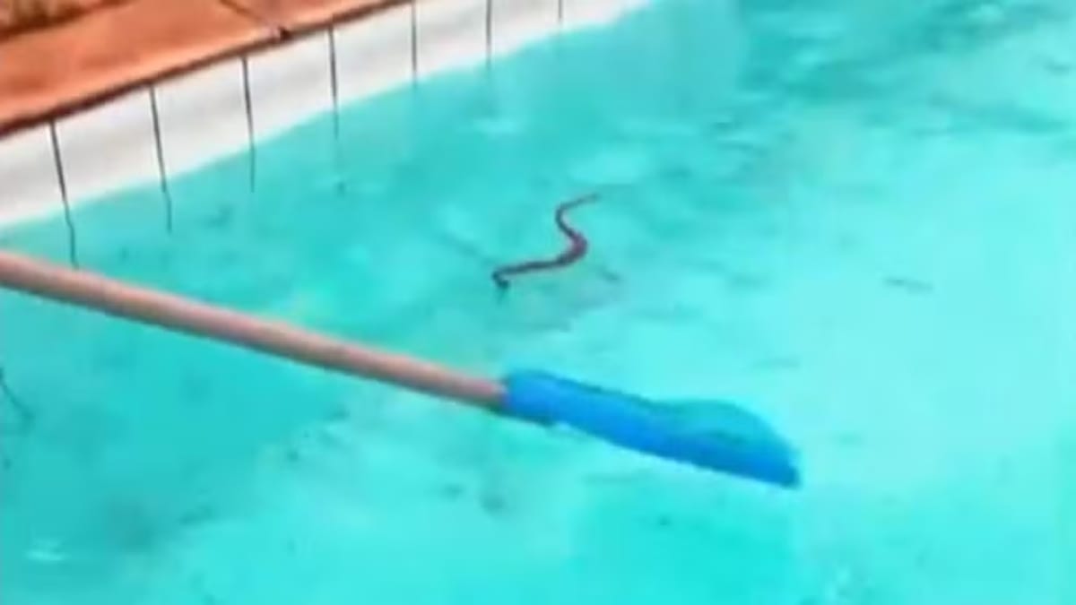 Cobras são encontradas no Centro Olímpico Municipal de Nova Iguaçu durante aulas de hidroginástica