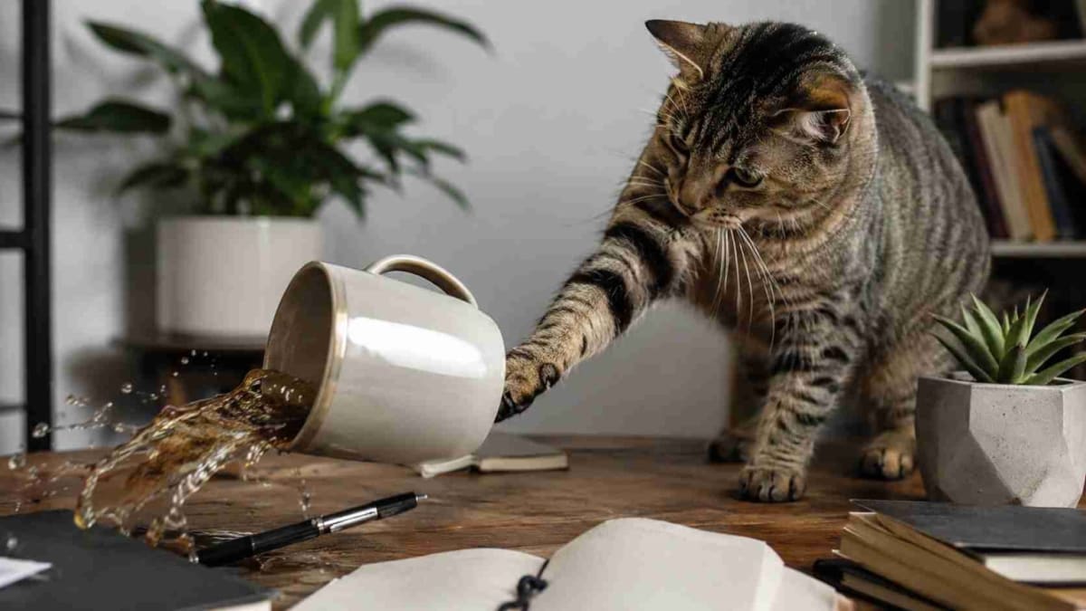 Especialistas explicam por que gatos derrubam objetos dentro de casa