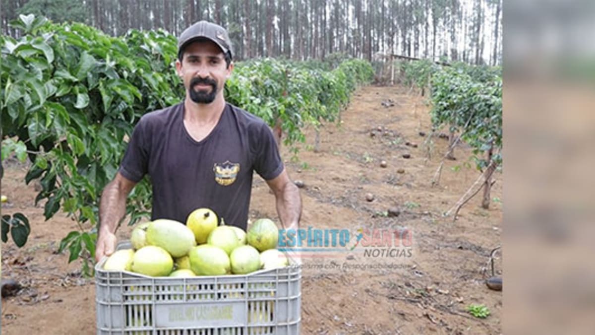 Arranjos Produtivos mostra resultados no Festival da Colheita de Itapemirim/ES