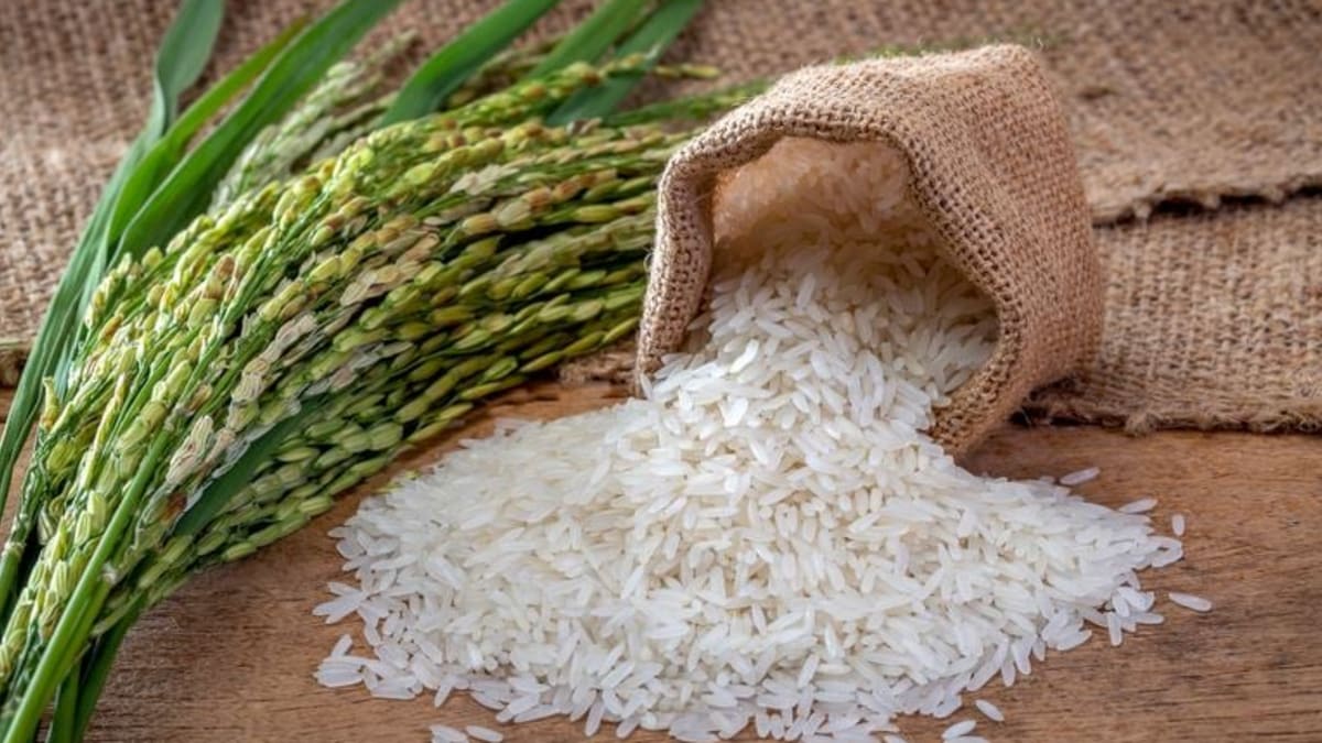 Produtores de arroz adotam estratégias distintas diante do mercado