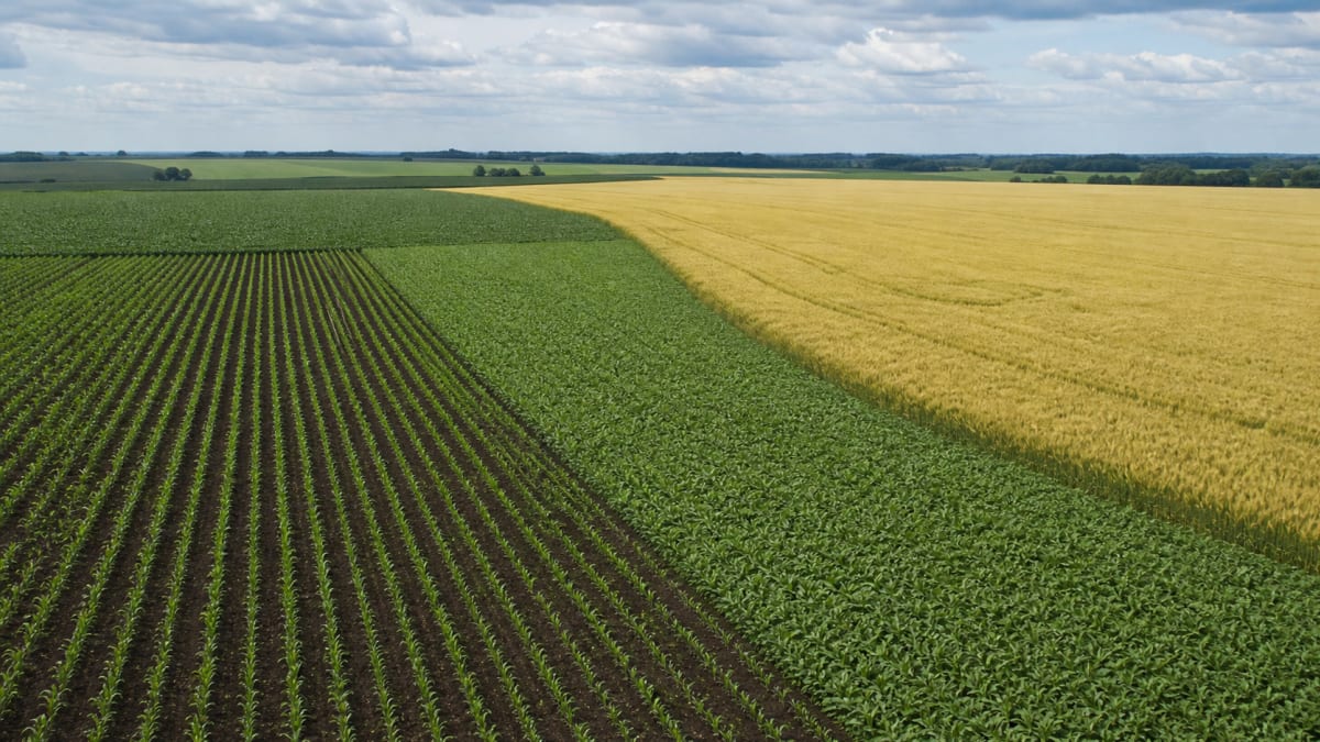 Plantio de milho e soja nos EUA avança acima da média histórica, enquanto condição do trigo de inverno piora