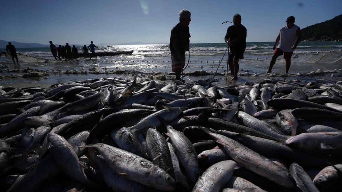 Safra de tainha em Santa Catarina já registra mais de 92 mil peixes em maio