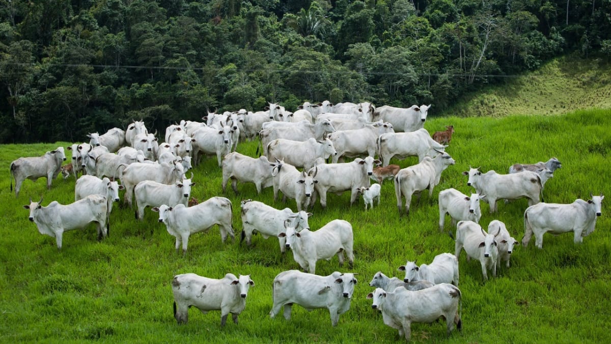 Pecuaristas goianos têm até domingo para atualizar declaração de rebanho