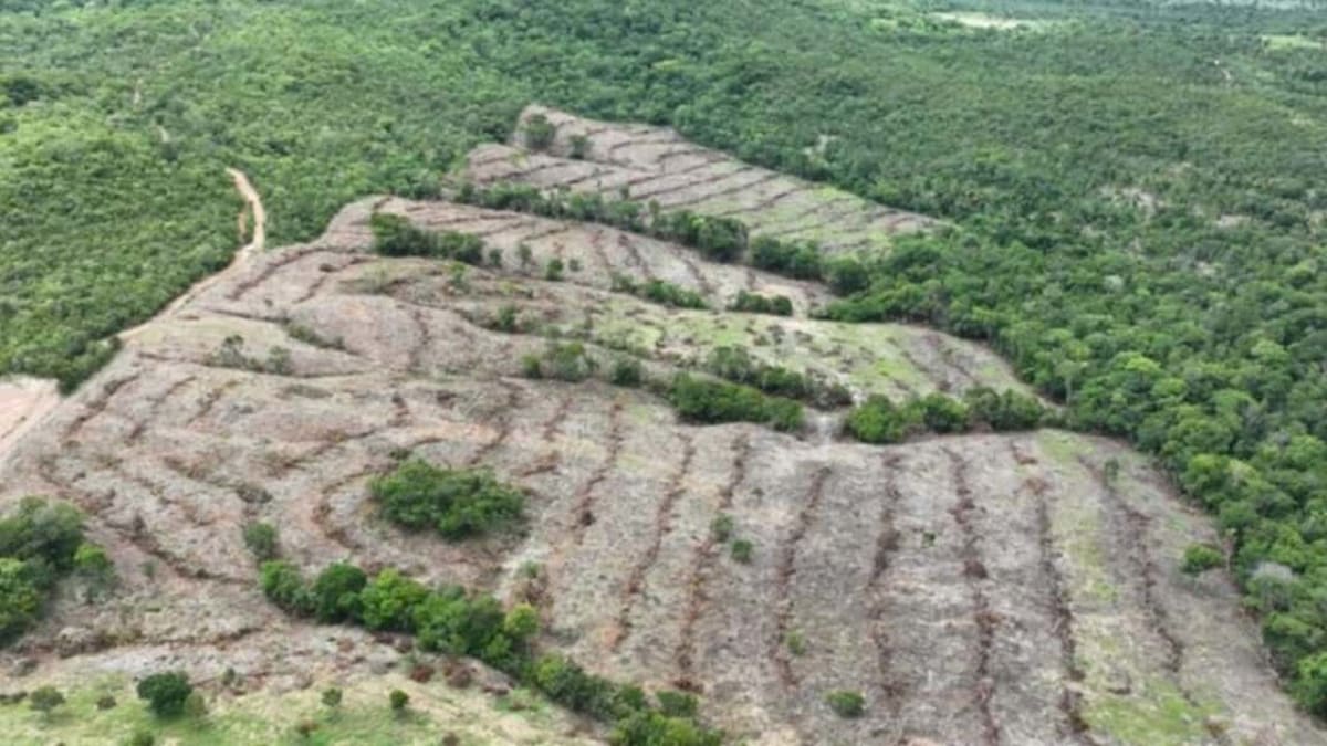 Goiás registra redução no desmatamento e investe em monitoramento ambiental