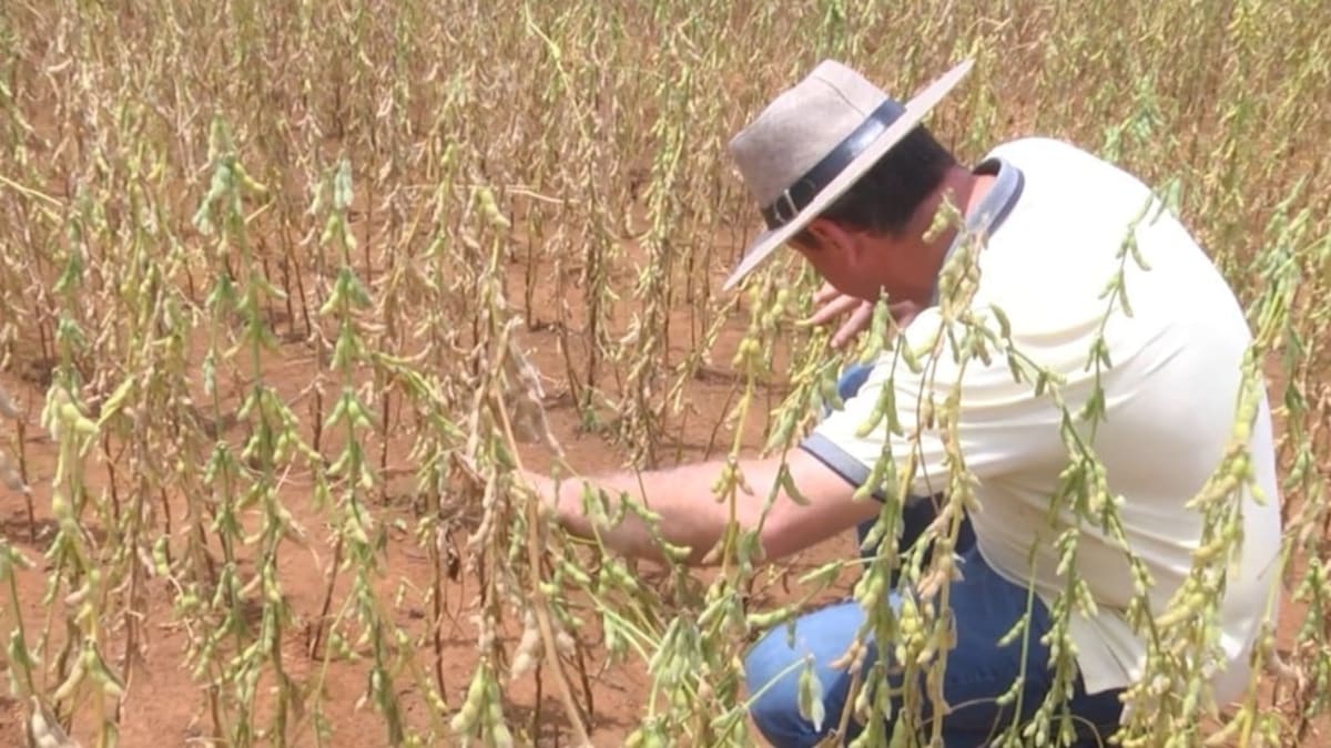 Mato Grosso define vazio sanitário da soja para 2026 com medidas contra ferrugem asiática