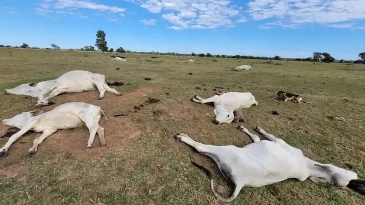 Frio causa morte de 83 animais em propriedades rurais de Mato Grosso do Sul