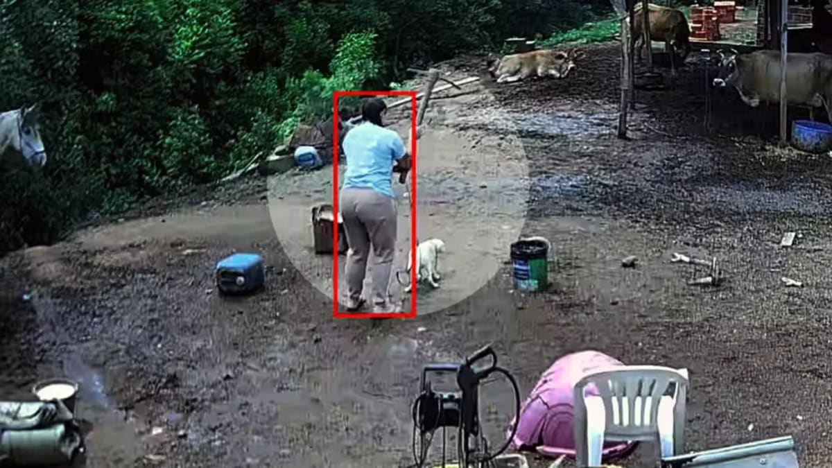 Casal é denunciado pela morte de cão conhecido como Branquinho em Porto Alegre