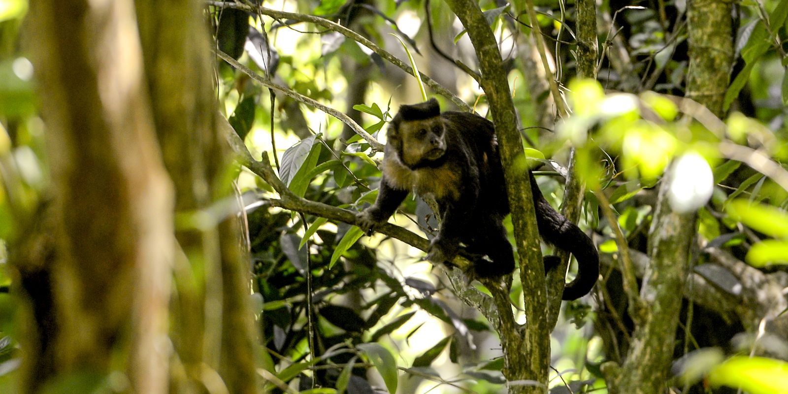 Aliança une comunidades tradicionais para proteger a Mata Atlântica